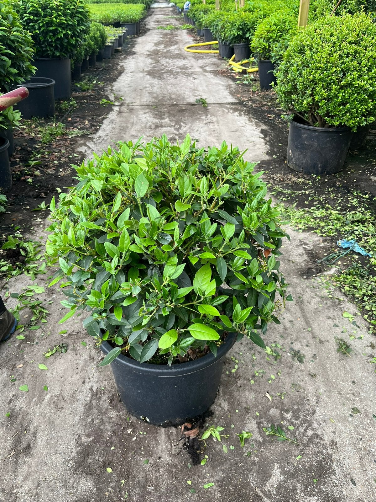 Foto 10 van Ilex bollen - Diverse andere soorten in bolvorm