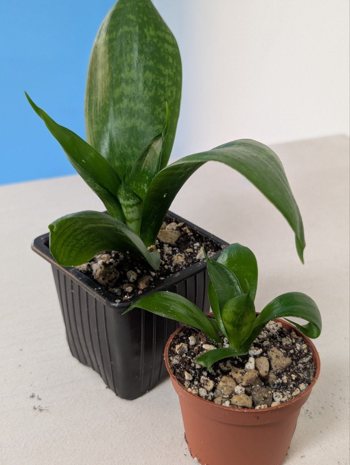 Sanseveria plant, Ophalen