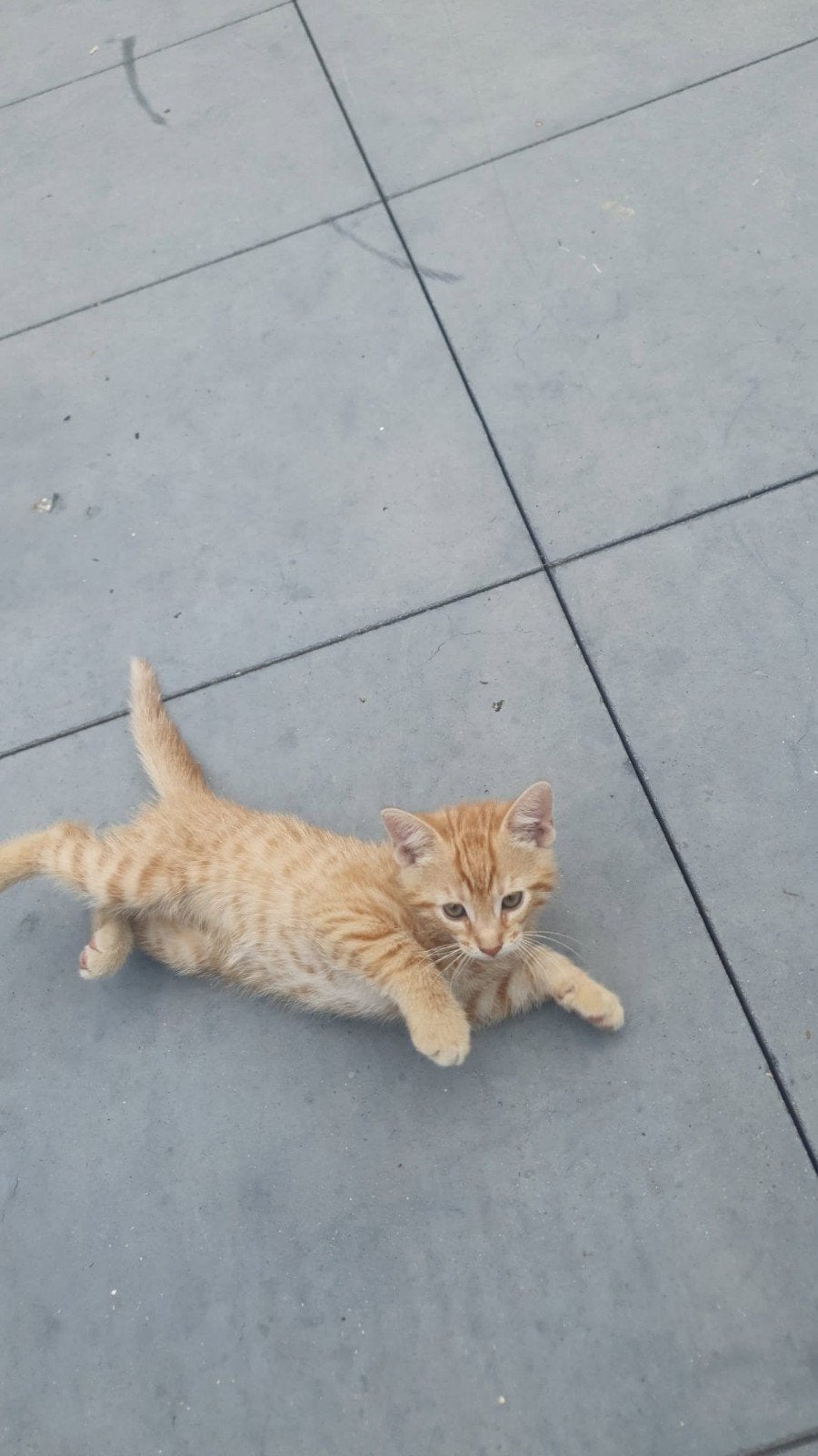 deze hele liefe kittjes zoeken liefe aardige nieuwe eigenaar
