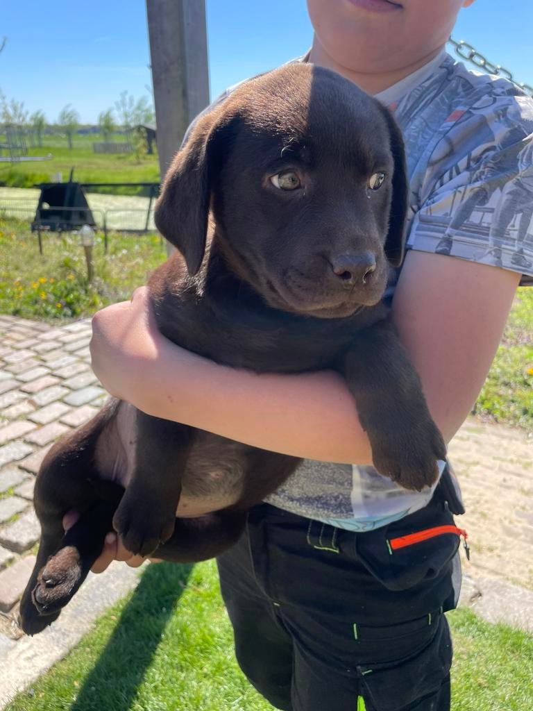 Prachtige donker bruine labrador pups, Dieren en Toebehoren, Honden | Retrievers, Spaniëls en Waterhonden, Labrador retriever