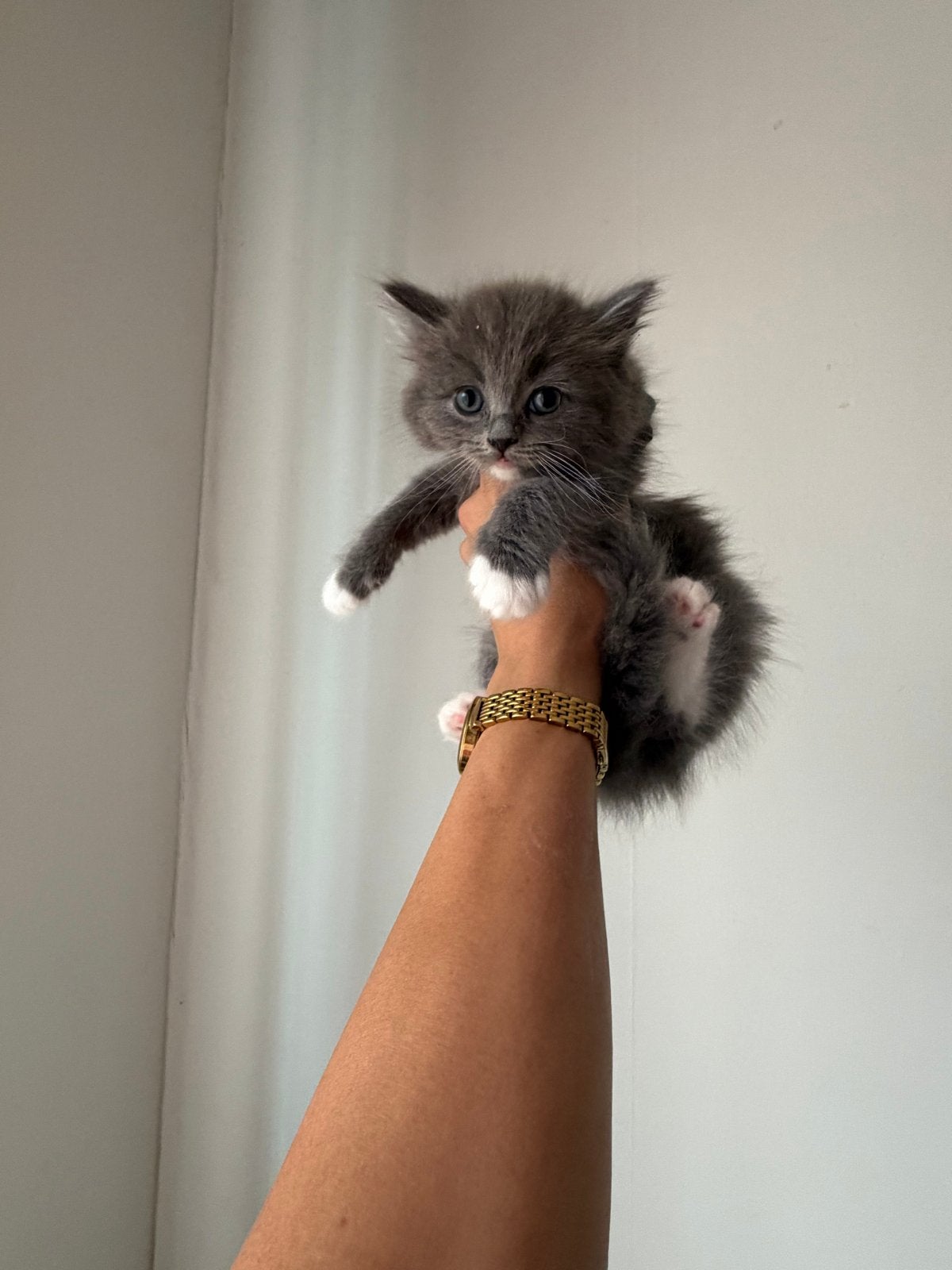 Britse korthaar/langhaar kittens, Meerdere dieren