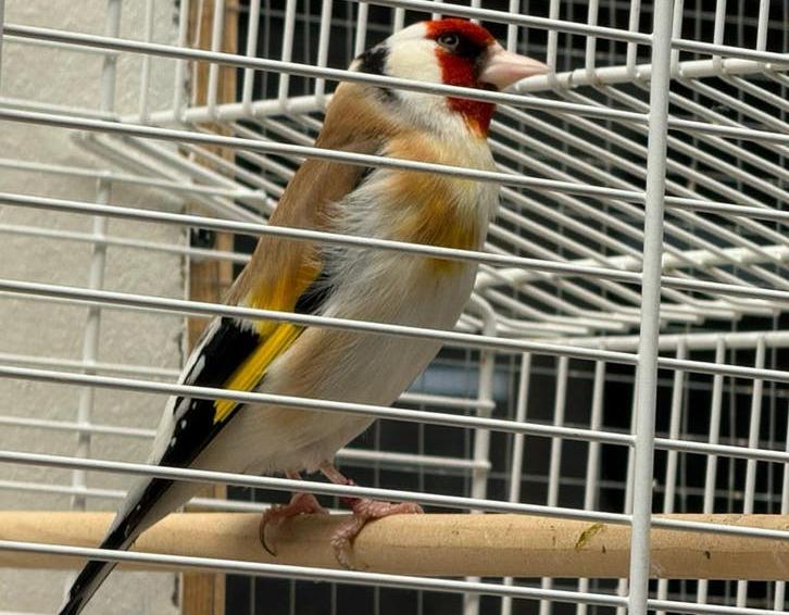 Major Putter Man XXL, Dieren en Toebehoren, Vogels | Overige Vogels, Mannelijk, Wildzangvogel