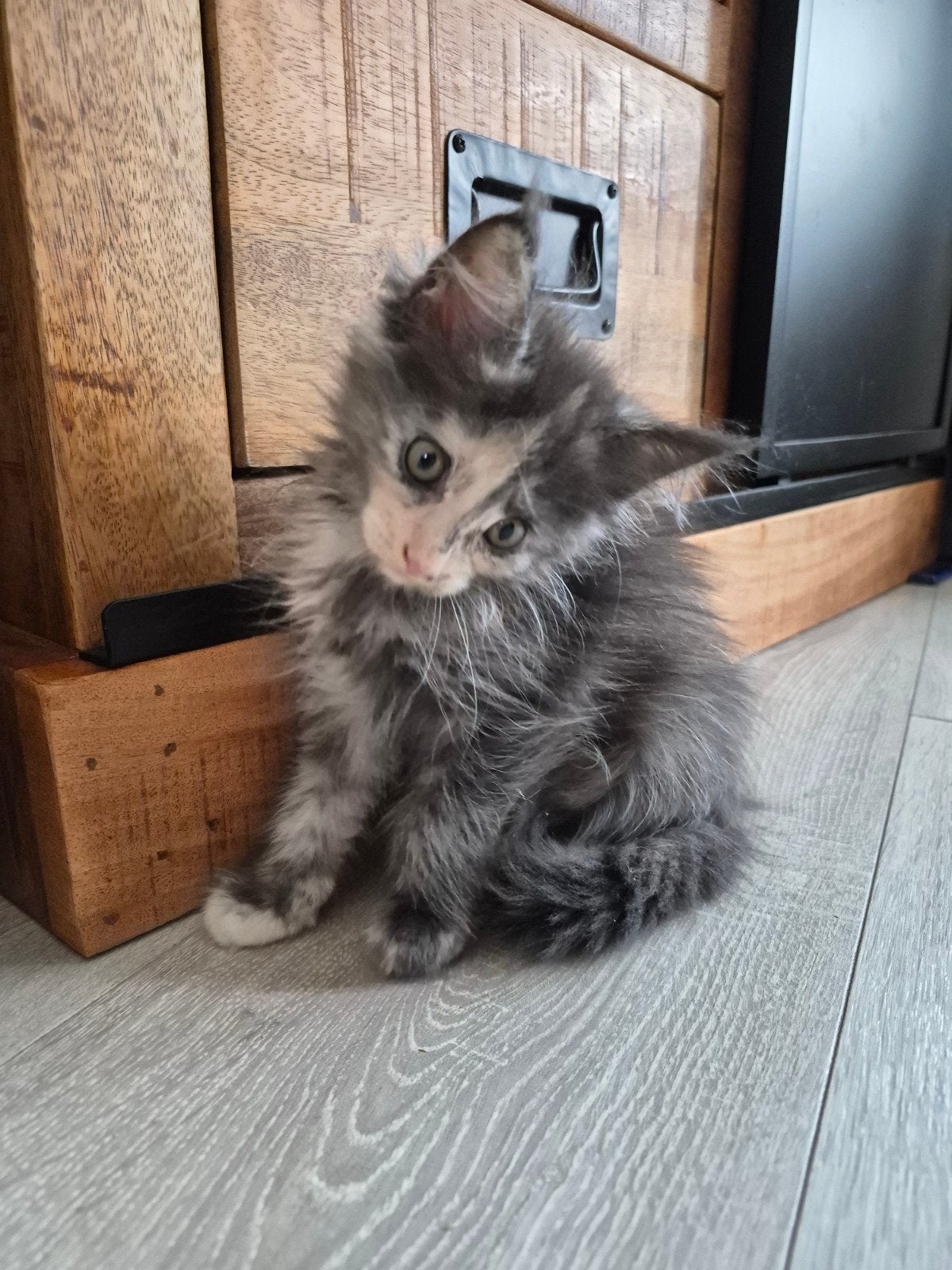 maine coon poes, Dieren en Toebehoren, Katten en Kittens | Raskatten | Langhaar, Poes, Ontwormd, 0 tot 2 jaar