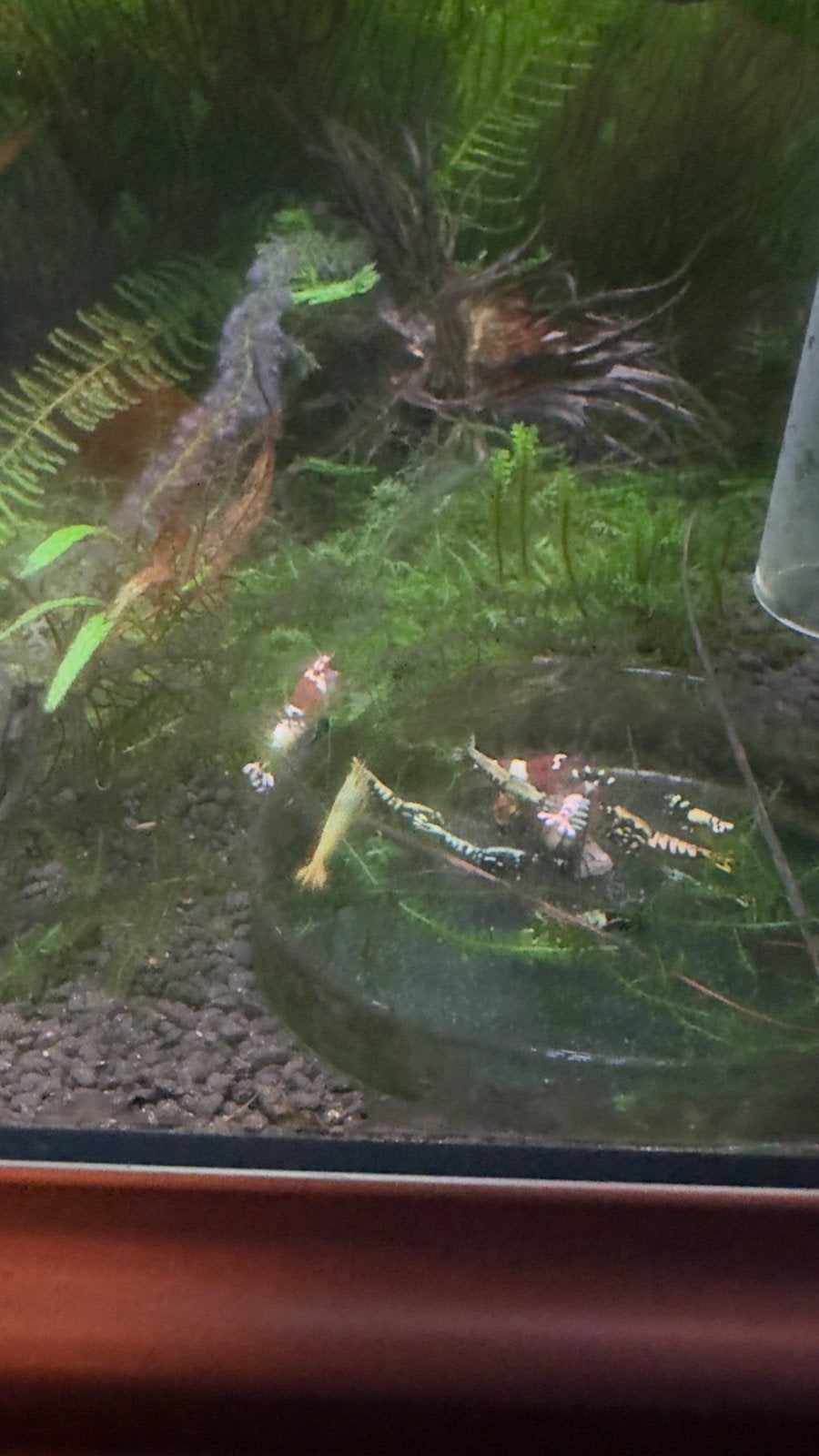 Leuke groep galaxy blue steel red mosura Mix OSMOSE !!, Dieren en Toebehoren, Ophalen, Zo goed als nieuw