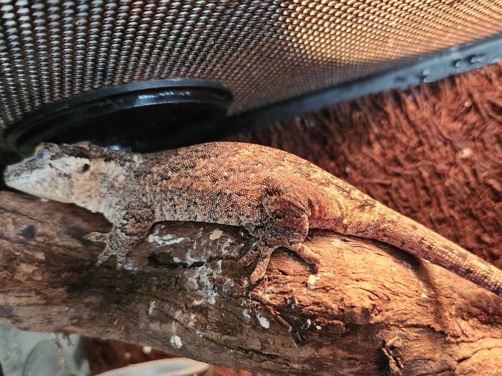 nakweek jonge div gargoyle gekko Leopard Gecko - unknown for sale from l