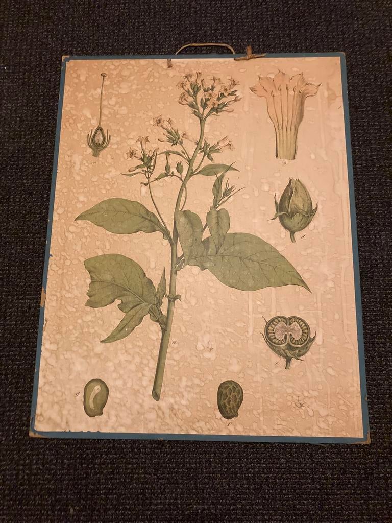 Botanische schoolplaat, Ophalen, Natuur en Biologie