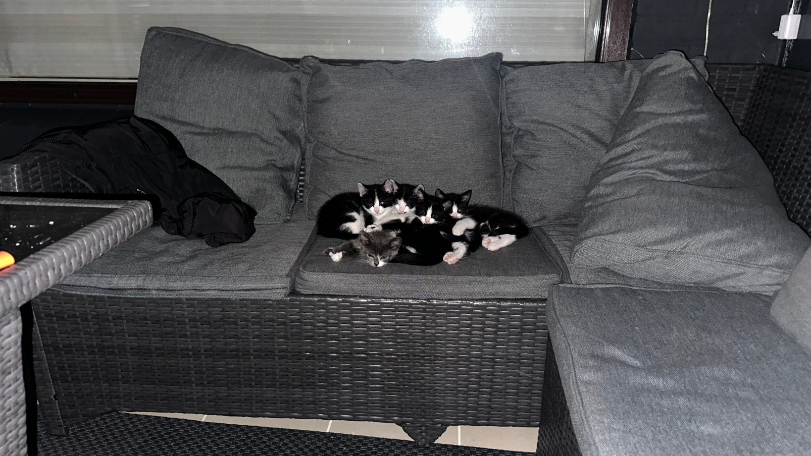 kittens