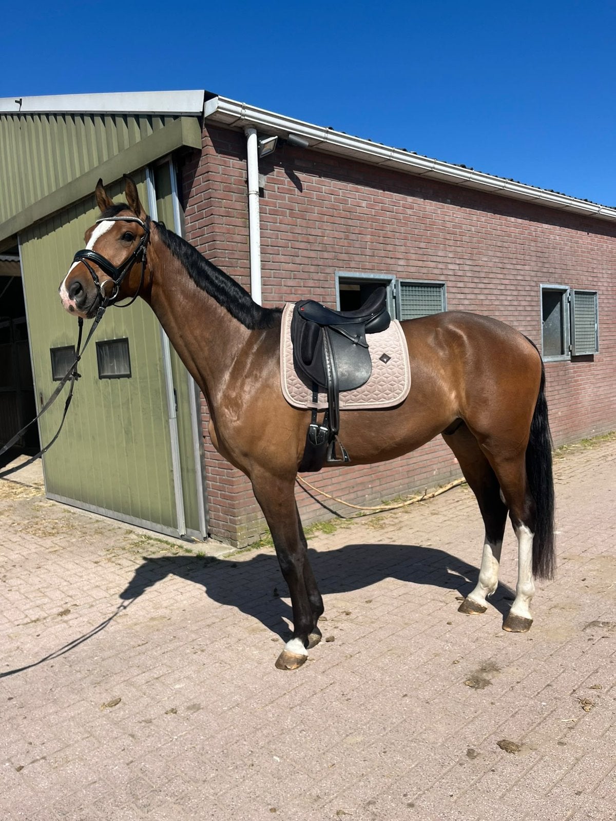 Werkwillende en lieve 4 jarige ruin voor ruiter met gevoel, Dieren en Toebehoren, Ruin, Dressuurpaard