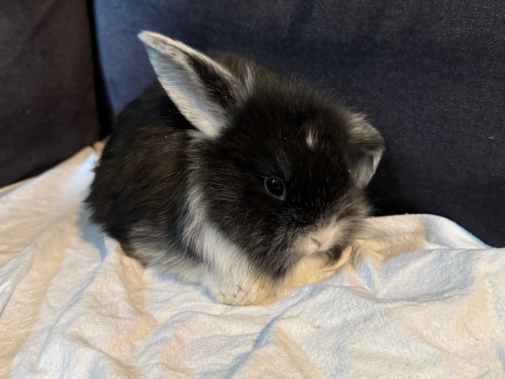 Jonge dwerg konijnen, Meerdere dieren, Dwerg, 0 tot 2 jaar