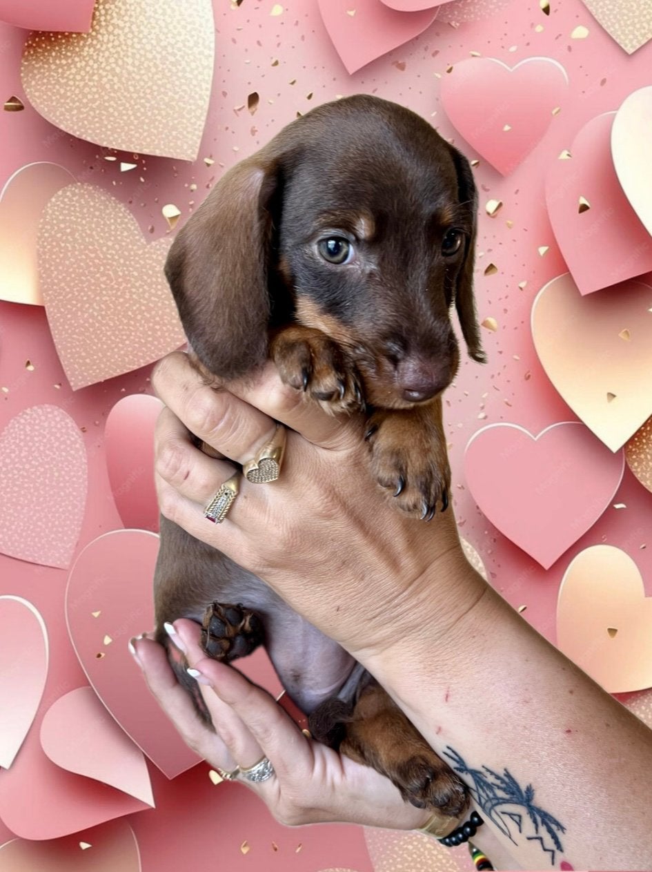 🐶 dwergteckel dwerg teckel pups mogen verhuizen 💛🧡💜💚, Dieren en Toebehoren, Honden | Teckels en Dashonden, Parvo, 8 tot 15 weken