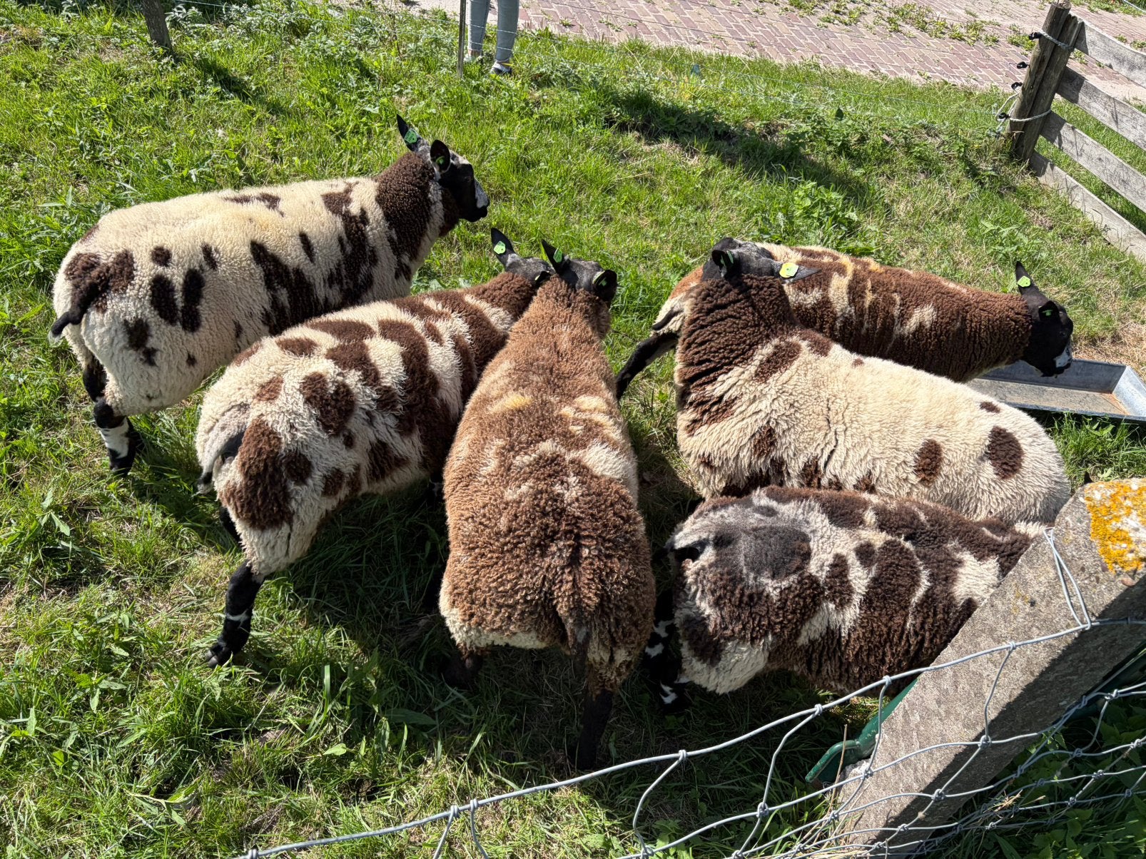 Ramlammeren te koop zwoegervrij, Mannelijk, Schaap
