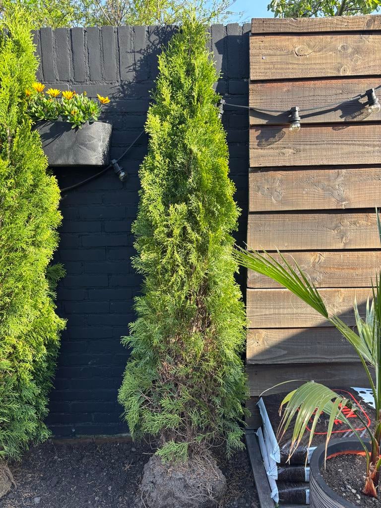 Thuja Occidentalis 'Smaragd' - Levensboom 160-180 cm, Tuin en Terras, Ophalen, Conifeer, 100 tot 250 cm