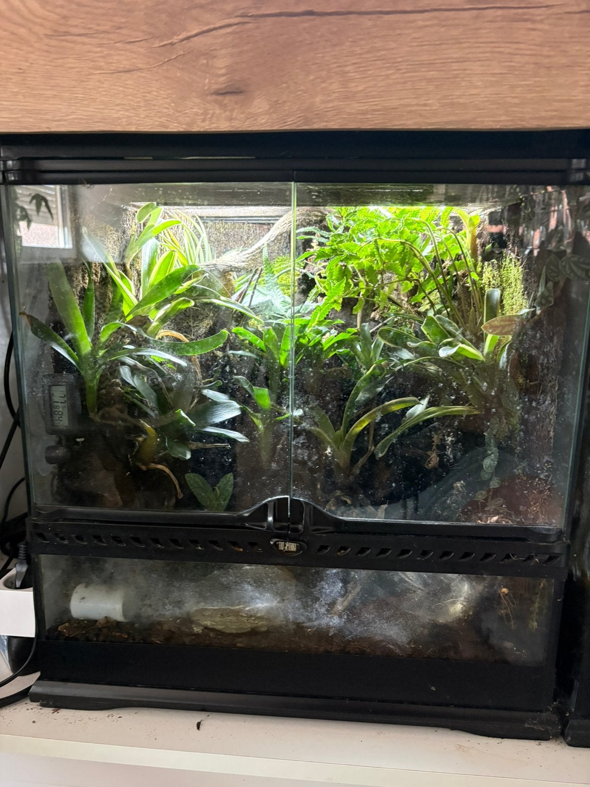 Exo terra terrarium met 5 Anthonyi Highland, Ophalen, Gebruikt, Terrarium of Paludarium