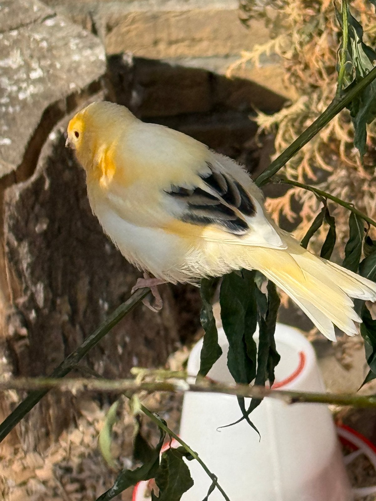 Kanaries te koop, Dieren en Toebehoren, Vogels | Kanaries, Meerdere dieren, Kleurkanarie