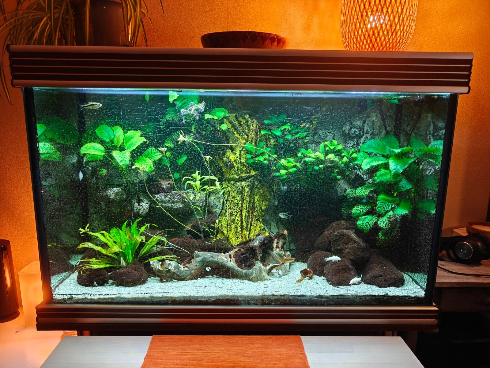 Trofis aquarium ±100 cm compleet – met JBL e902 filter, Dieren en Toebehoren, Ophalen, Leeg aquarium