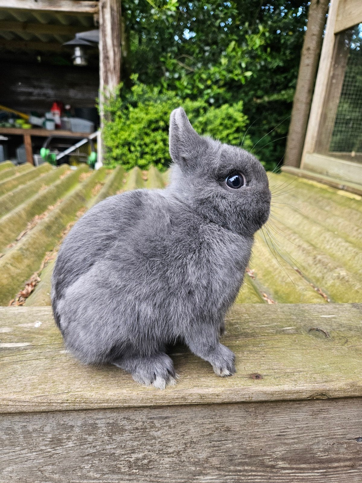 Blauwe kleurdwerg dwergkonijn, Dieren en Toebehoren, Konijnen, Mannelijk, Dwerg