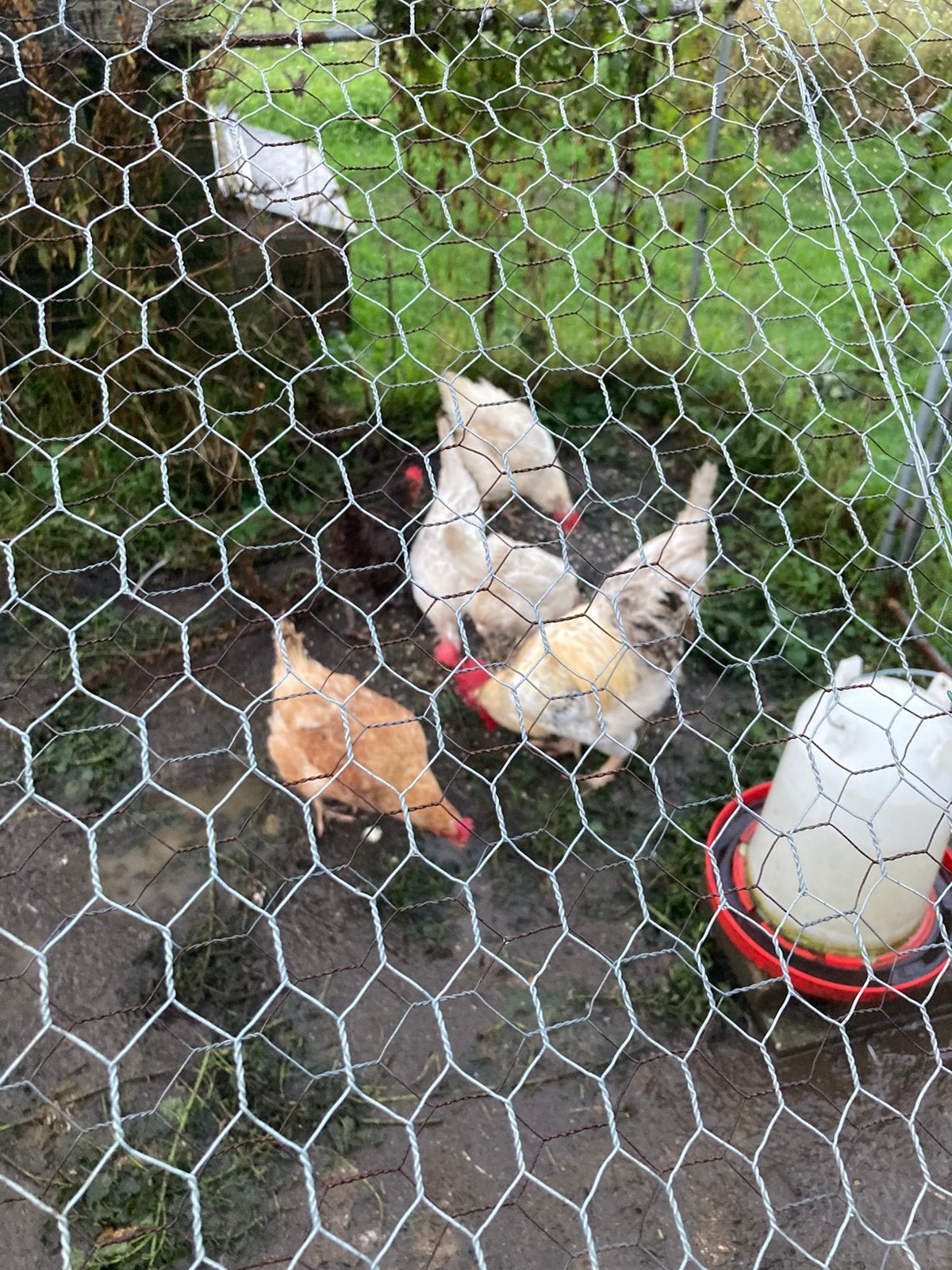 Gratis af te halen oude kippen en haan, Meerdere dieren, Kip