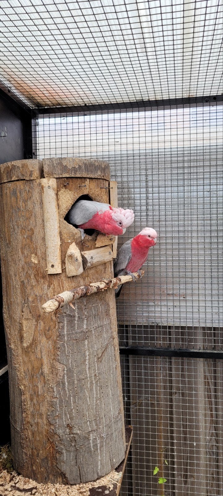 super mooie bewezen kweekkoppel rose kaketoes, Meerdere dieren, Papegaai