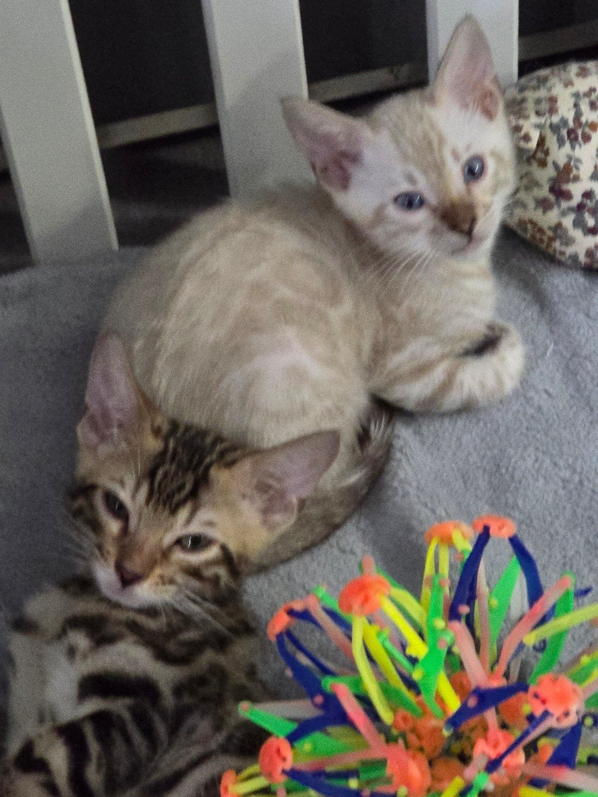 bengaal kittens tekoop. ll ( mogen verhuizen !!  ), Meerdere dieren