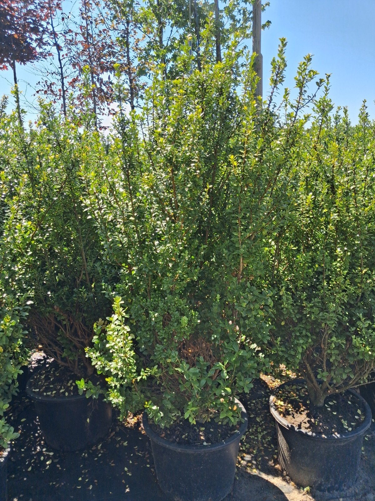 Ilex struiken - Actieprijs! 80-100cm haag of wolken of bol, Tuin en Terras, Planten | Struiken en Hagen, Ophalen of Verzenden