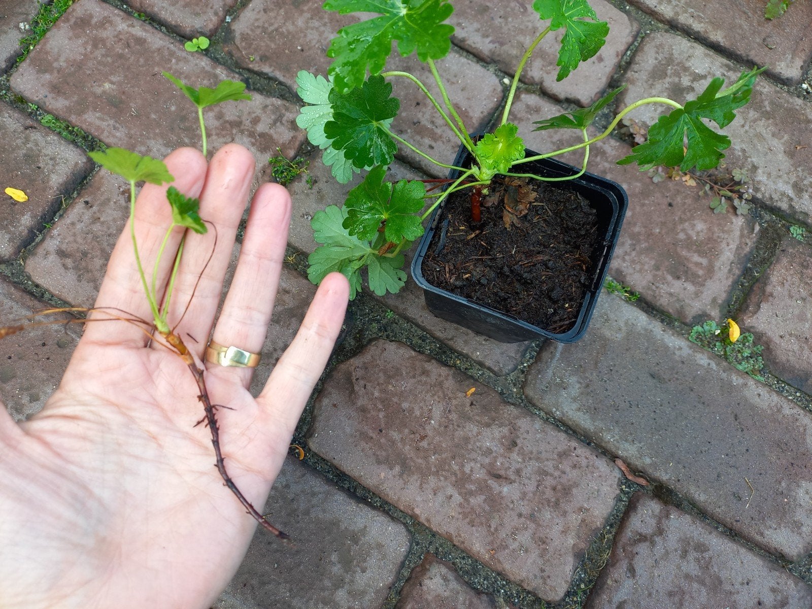 Geranium stekjes - Vaste plant voor tuin en balkon, Ophalen of Verzenden