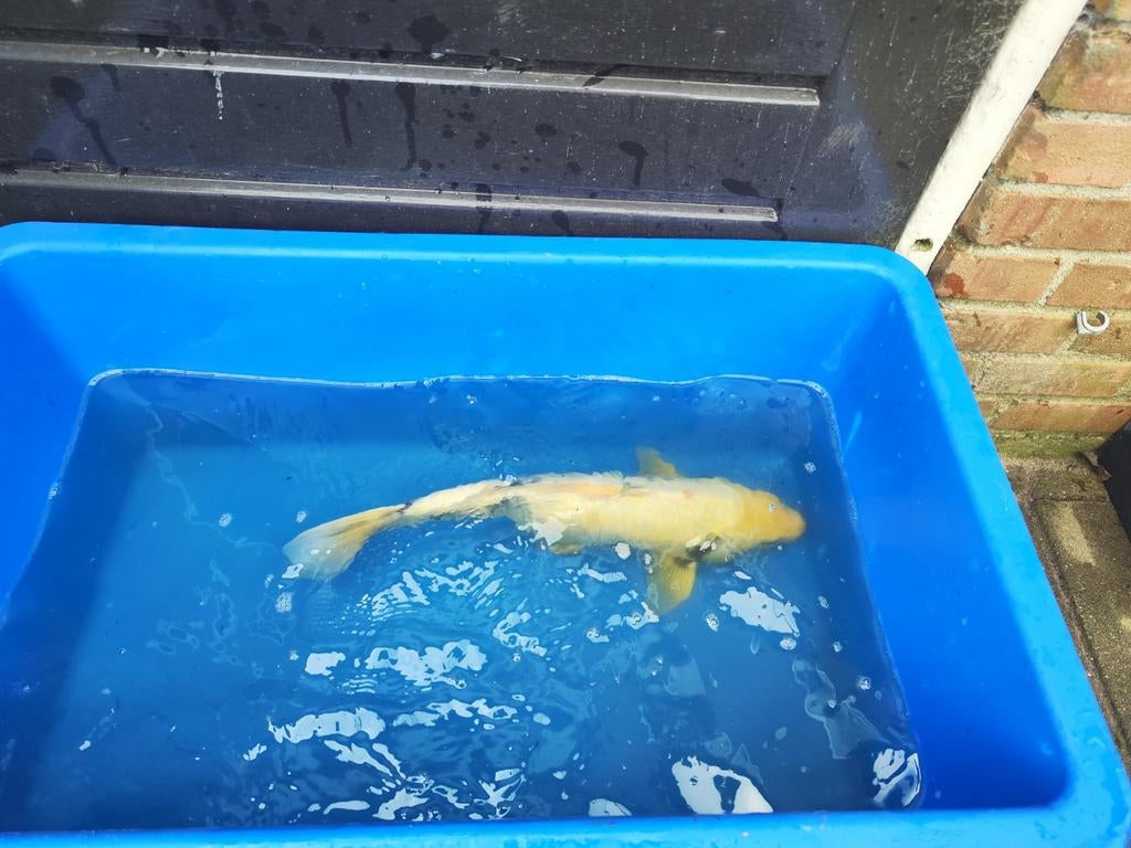 Verschillende koi karpers, Dieren en Toebehoren, Karper of Koi