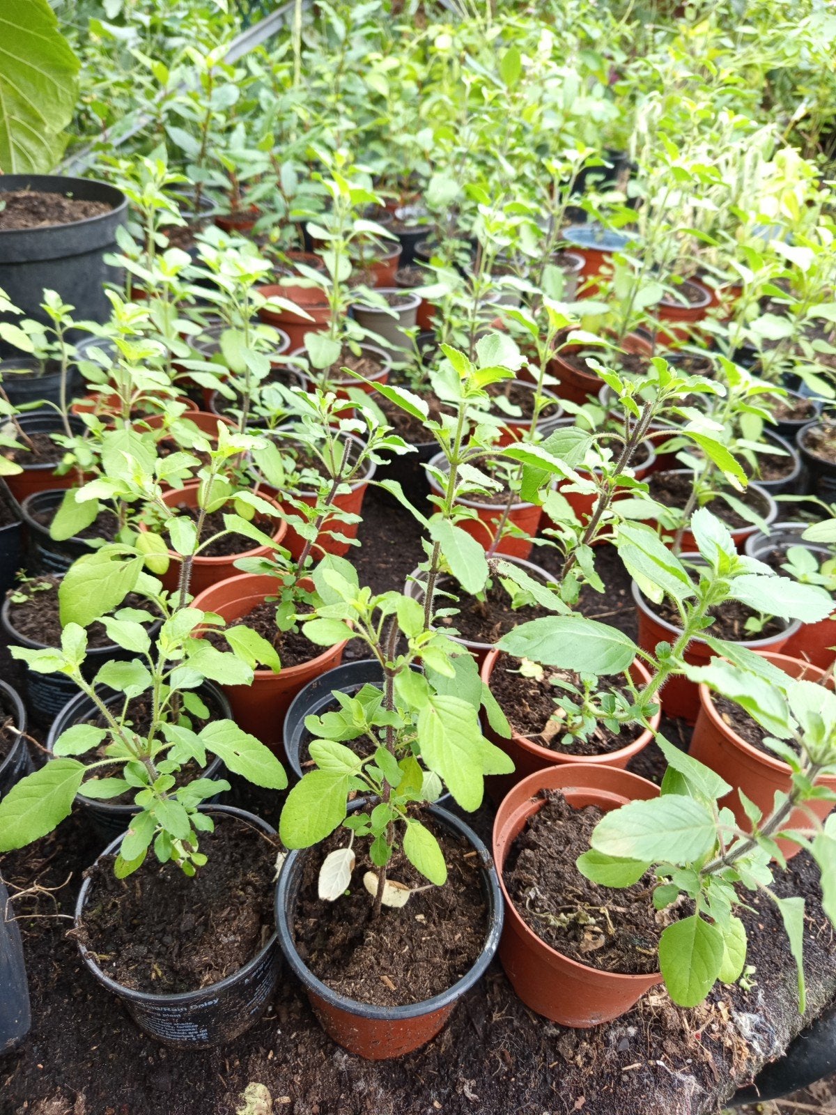 Tulsi en Thaise Krapao planten te koop 2,00 euro per stuk, Ophalen of Verzenden, Eenjarig, Groenteplanten, Volle zon