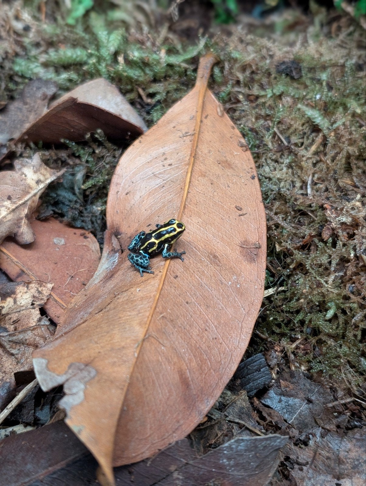 Ranitomeya Frans Guinea, Dieren en Toebehoren, Amfibie, 0 tot 2 jaar