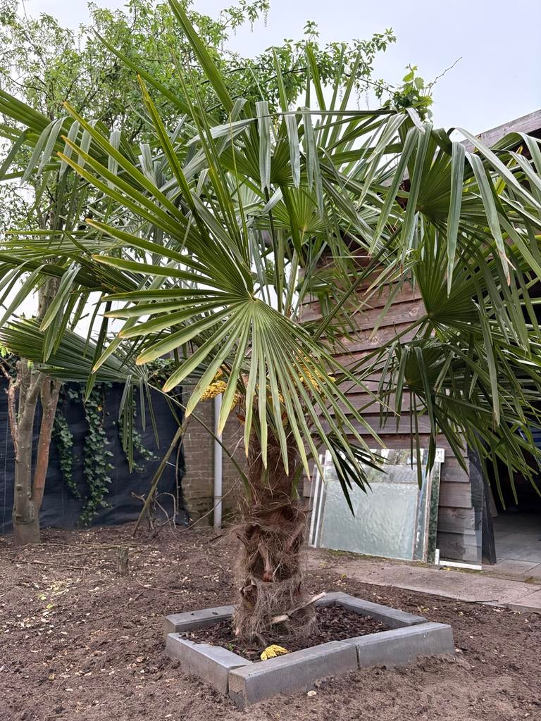 Trachycarpus fortunei - Winterharde Palmboom, Tuin en Terras, Planten | Bomen, Ophalen, Zomer, Palmboom, 100 tot 250 cm