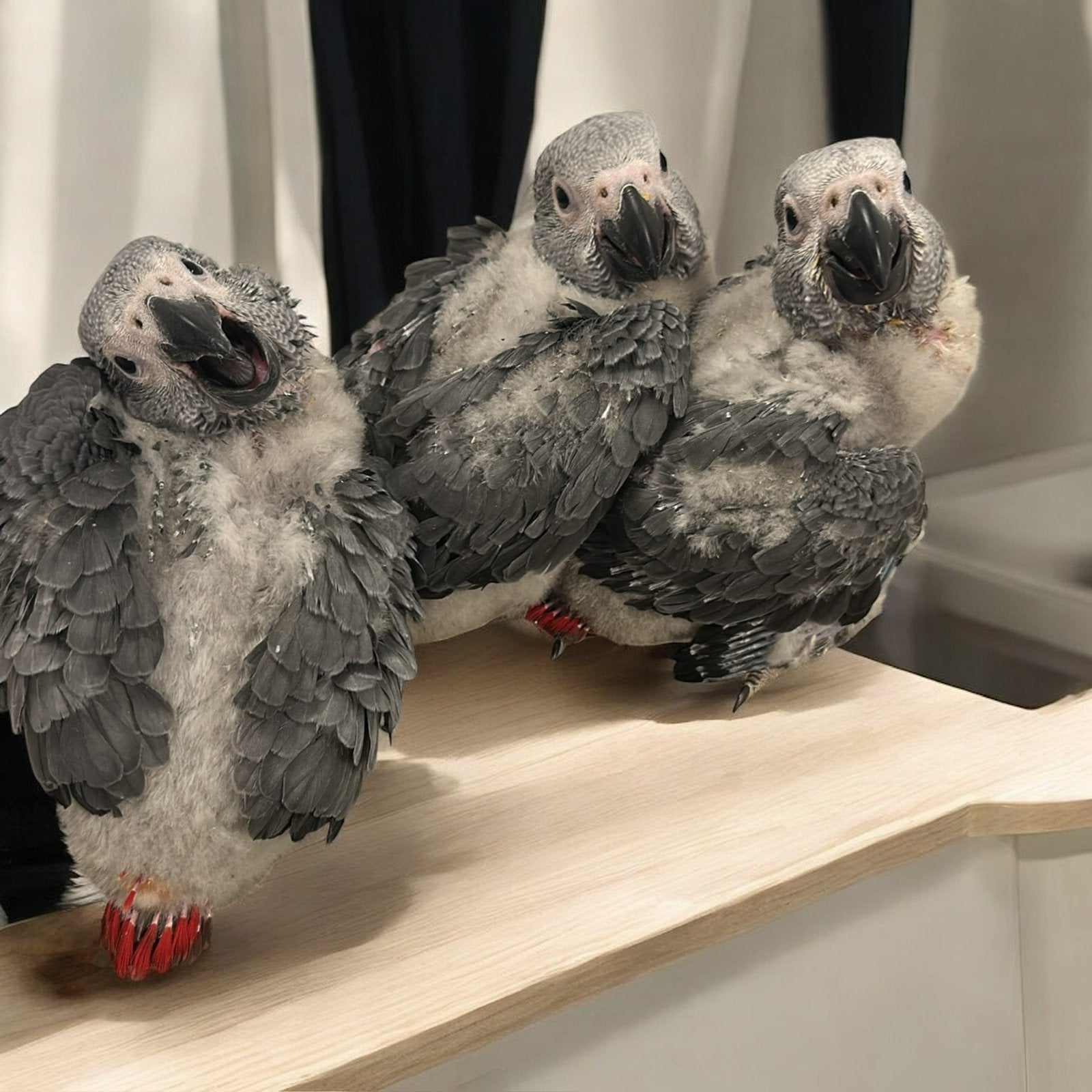 Lieve Grijze roodstaartjes Tam, Dieren en Toebehoren, Vogels | Parkieten en Papegaaien, Meerdere dieren, Papegaai, Tam