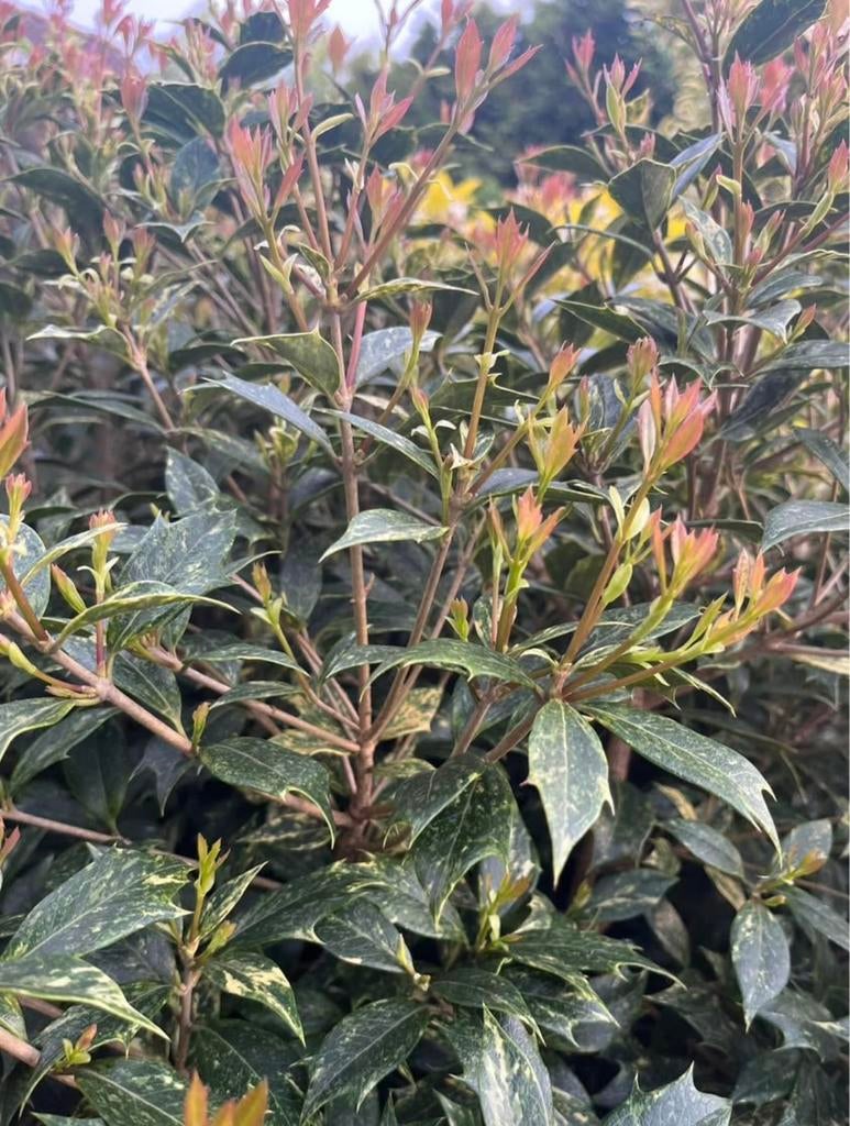Osmanthus heterophyllus Goshiki - Wintergroene Sierheester, Tuin en Terras, Ophalen