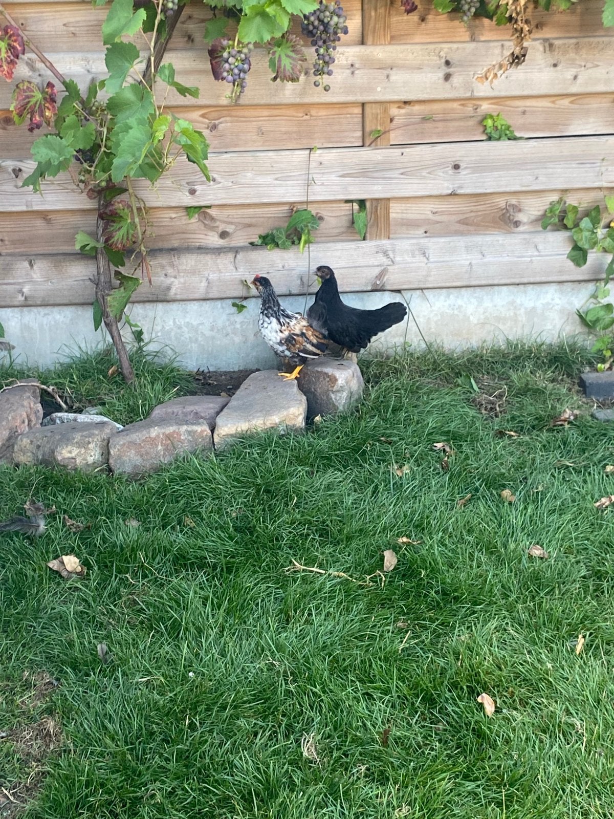 Seramakippen, Meerdere dieren, Kip