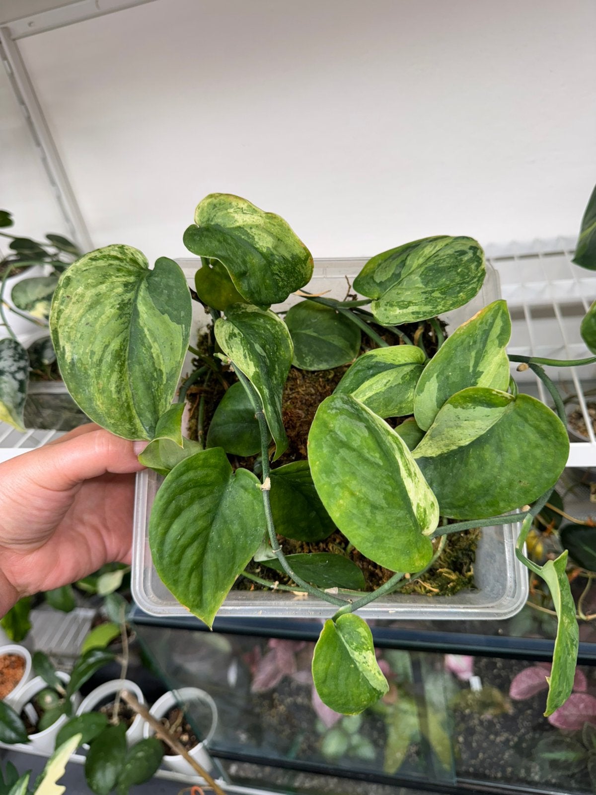 Scindapsus Jade Satin variegata, Ophalen of Verzenden, Halfschaduw, Minder dan 100 cm