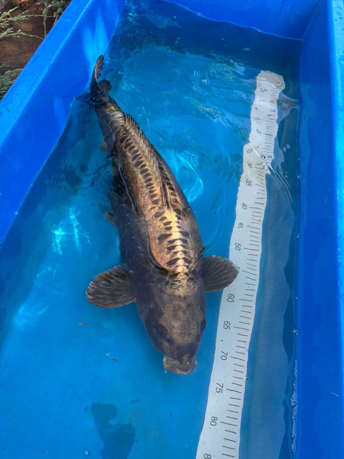 Doitsu kabuta mooi schubpatroon 65cm female, Karper of Koi