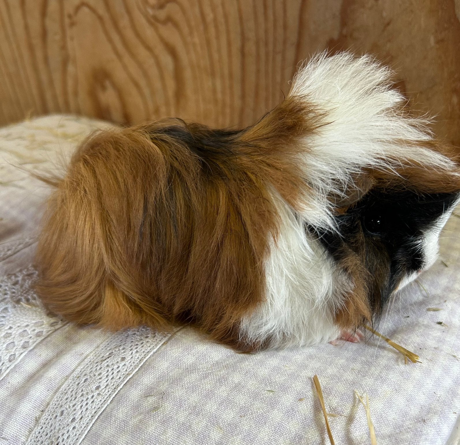 Jong cavia mannetje peruvian, Mei, Mannelijk, Cavia