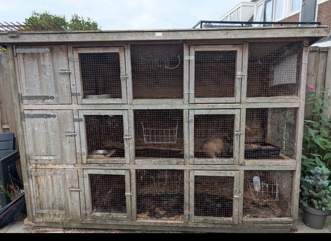 Konijnen flat opknapper!, Ophalen, 110 cm of meer, Hamster, 90 cm of meer