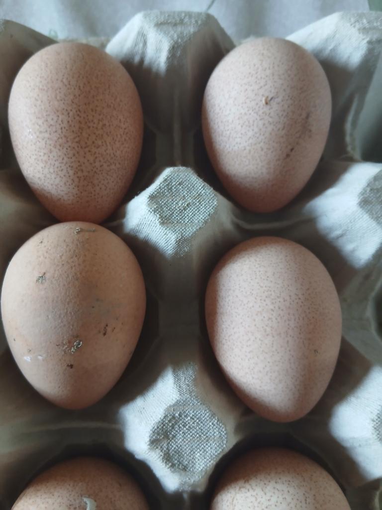 Broedeieren van Witte Parelhoenders, Dieren en Toebehoren, Geslacht onbekend, Overige soorten