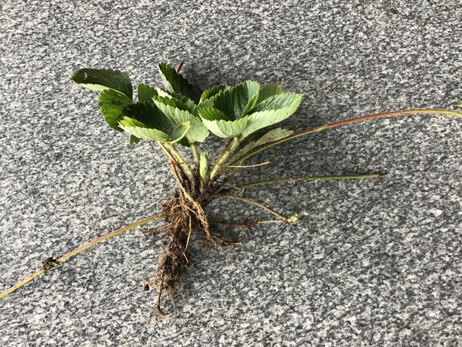 biologische aardbeien stekken, Tuin en Terras, Planten | Tuinplanten, Ophalen of Verzenden, Volle zon