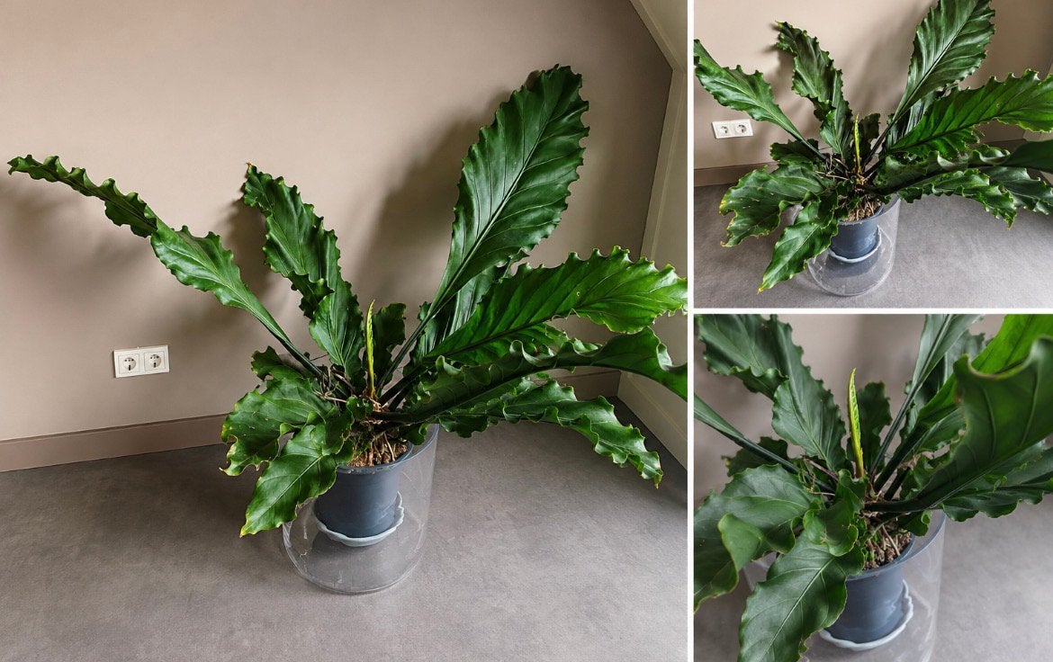 Grote kamerplant met golvende bladeren - 157 cm breed, Ophalen, Overige soorten, Halfschaduw, In pot