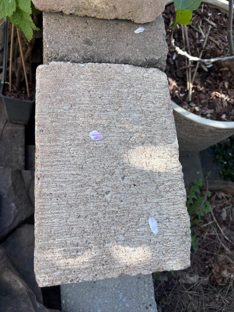 Betonnen terrastegels 30x20x6,5 ongeveer 50 stuks, Tuin en Terras, Tegels en Klinkers, Ophalen, Gebruikt, Minder dan 5 m², Beton
