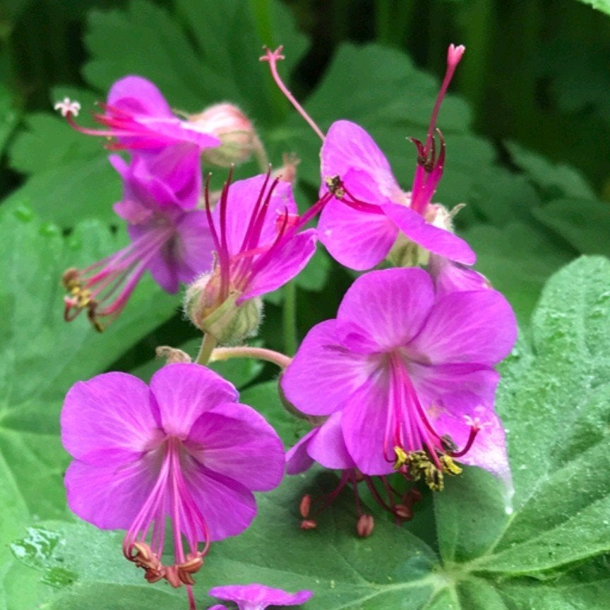 Geranium macrorrhizum 'Czakor', Ooievaarsbek, Tuin en Terras, Ophalen, Lente, Vaste plant, Bodembedekkers