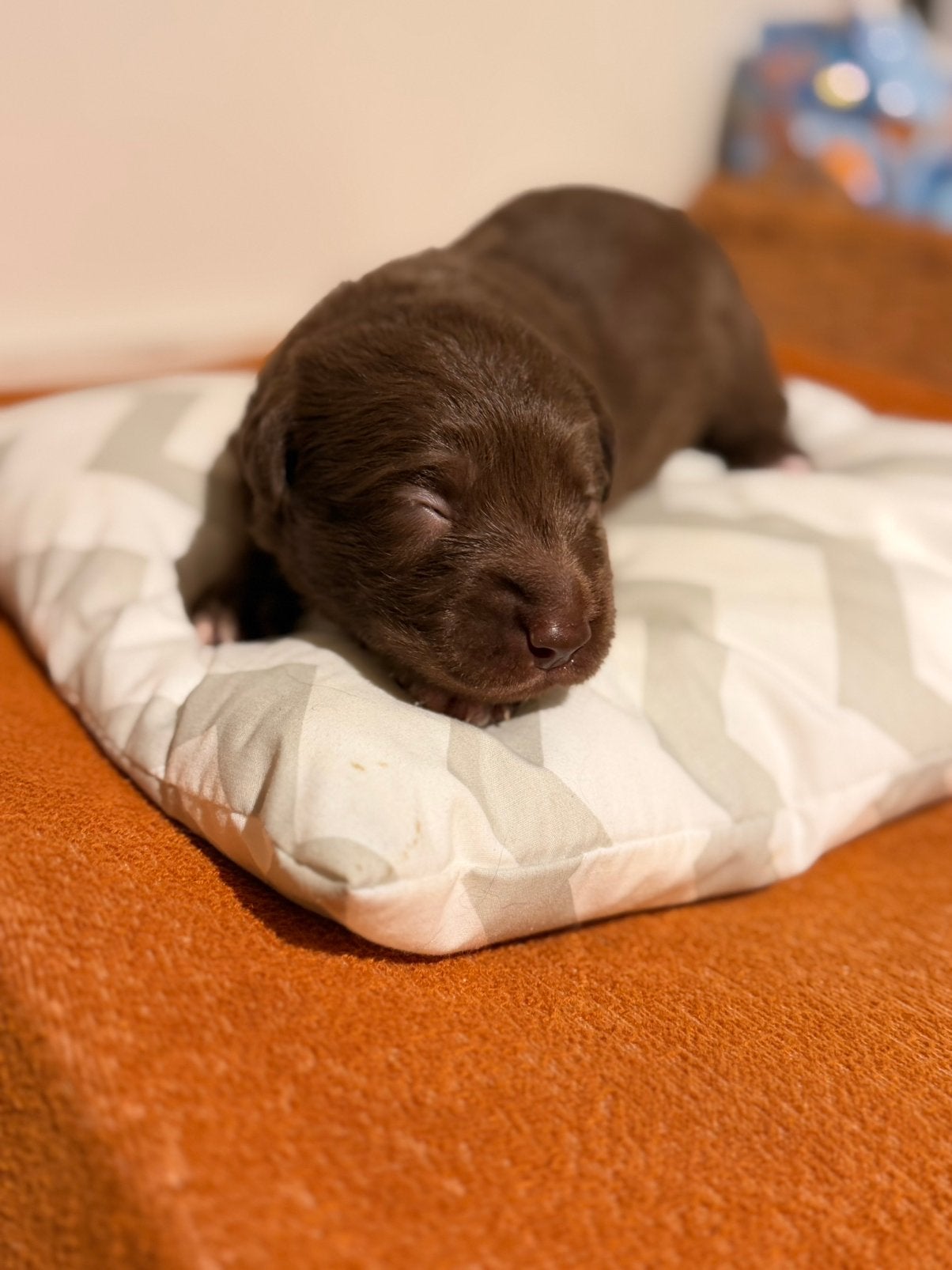 Prachtige Friese Stabij x Kelpie kruising puppy’s, 8 tot 15 weken, CDV (hondenziekte), Meerdere, Meerdere dieren