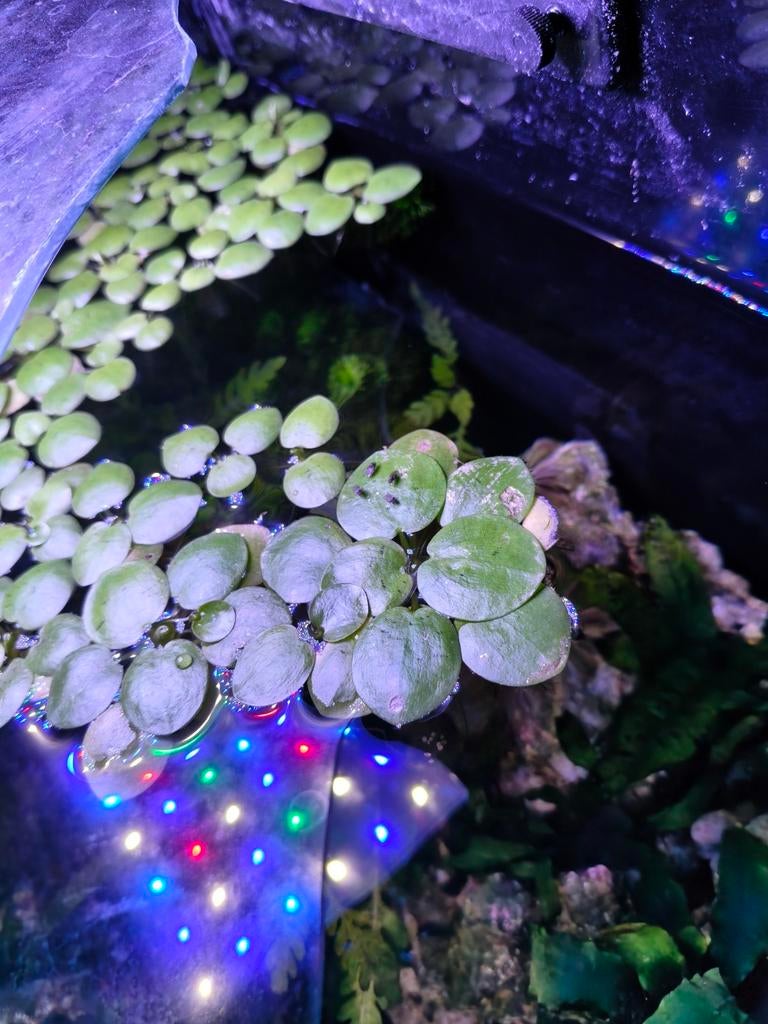 Te koop limnobium, Dieren en Toebehoren, Ophalen, Nieuw