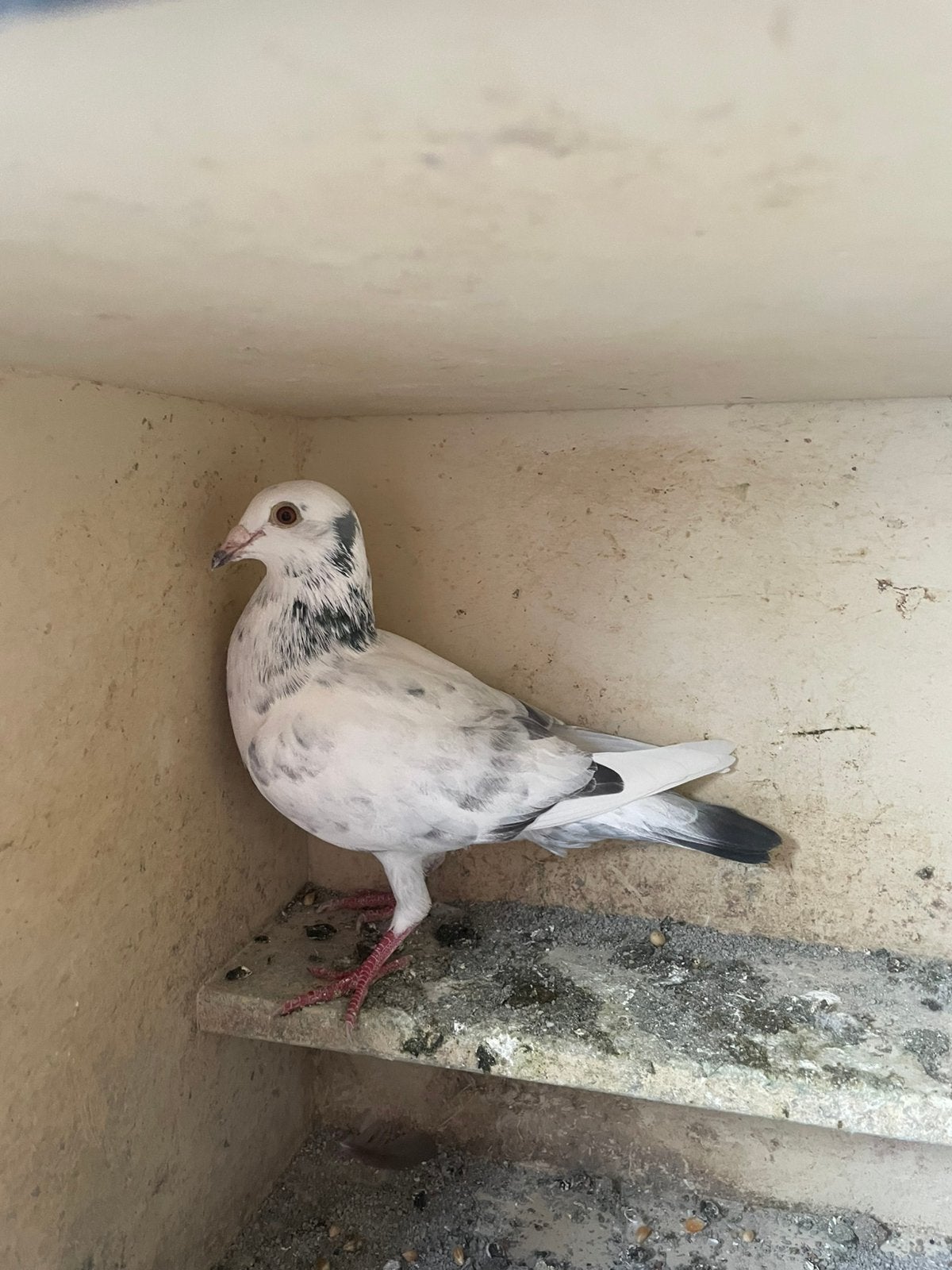 Postduif duivin, Dieren en Toebehoren, Vrouwelijk, Kropper