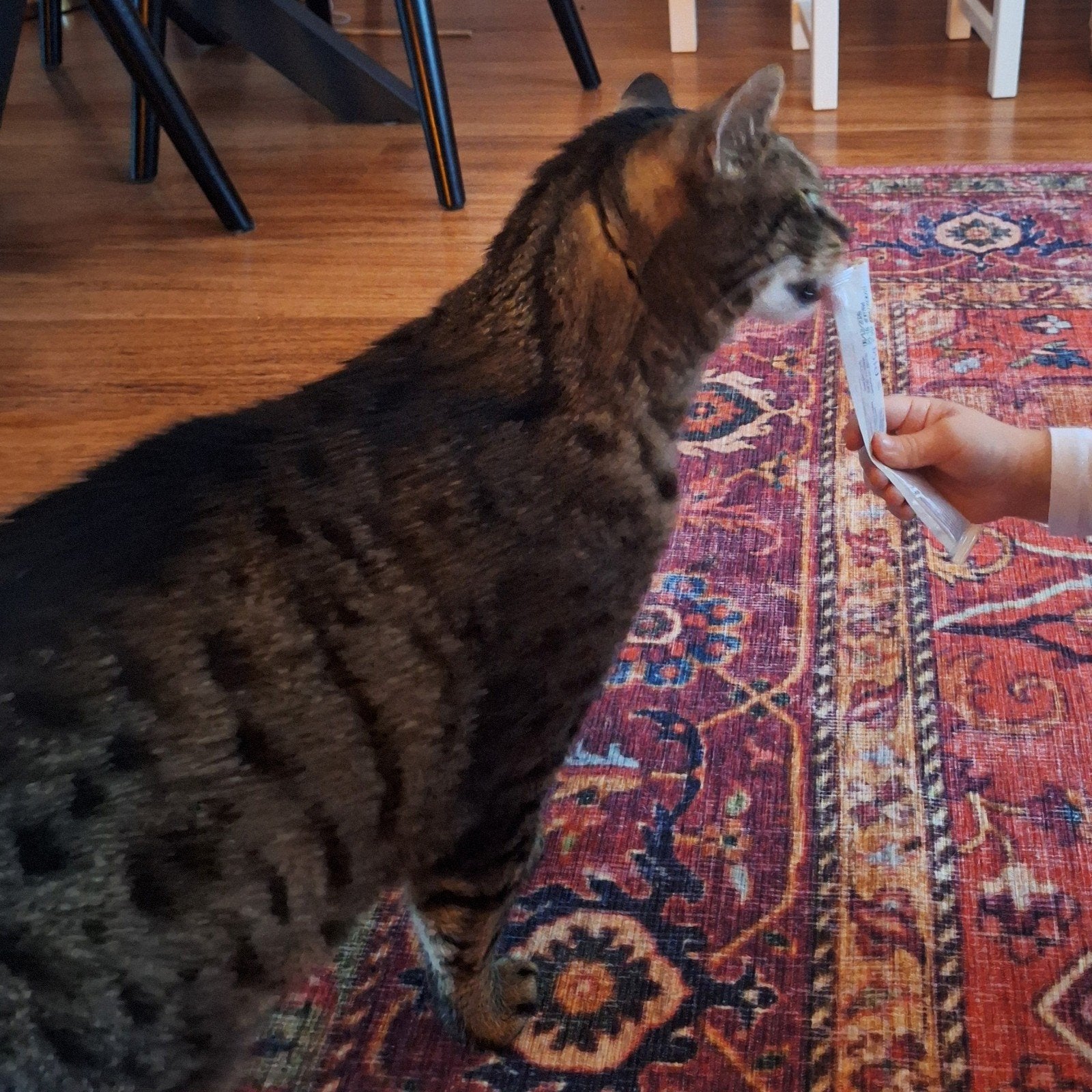 Graag hulp: Cyperse kat met rugzak zoekt buitenomgeving, Kater