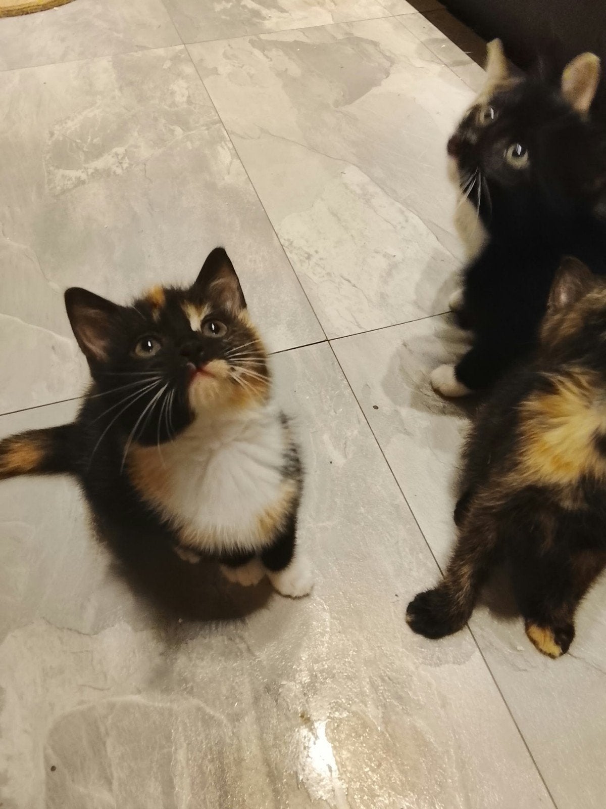 Lieve sociale Ragdoll Xing kittens, Meerdere dieren, Kortharig, 0 tot 2 jaar