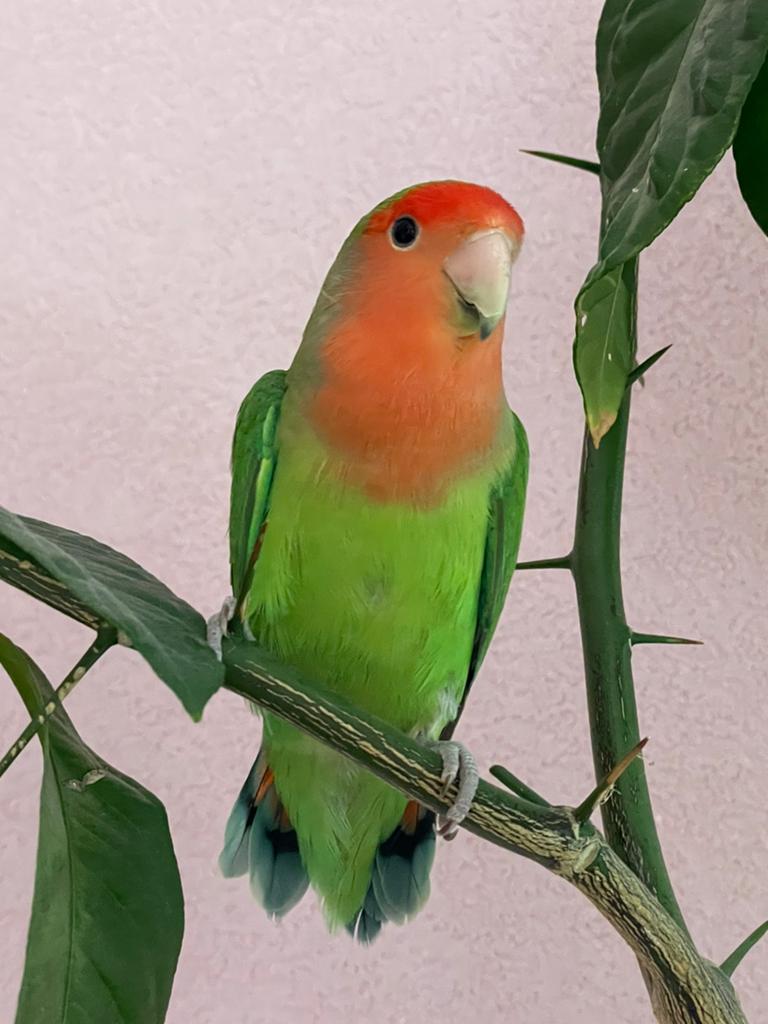Agapornis Dwergpapegaai Lovebird, Dieren en Toebehoren, Vogels | Parkieten en Papegaaien, Meerdere dieren, Dwergpapegaai of Agapornis