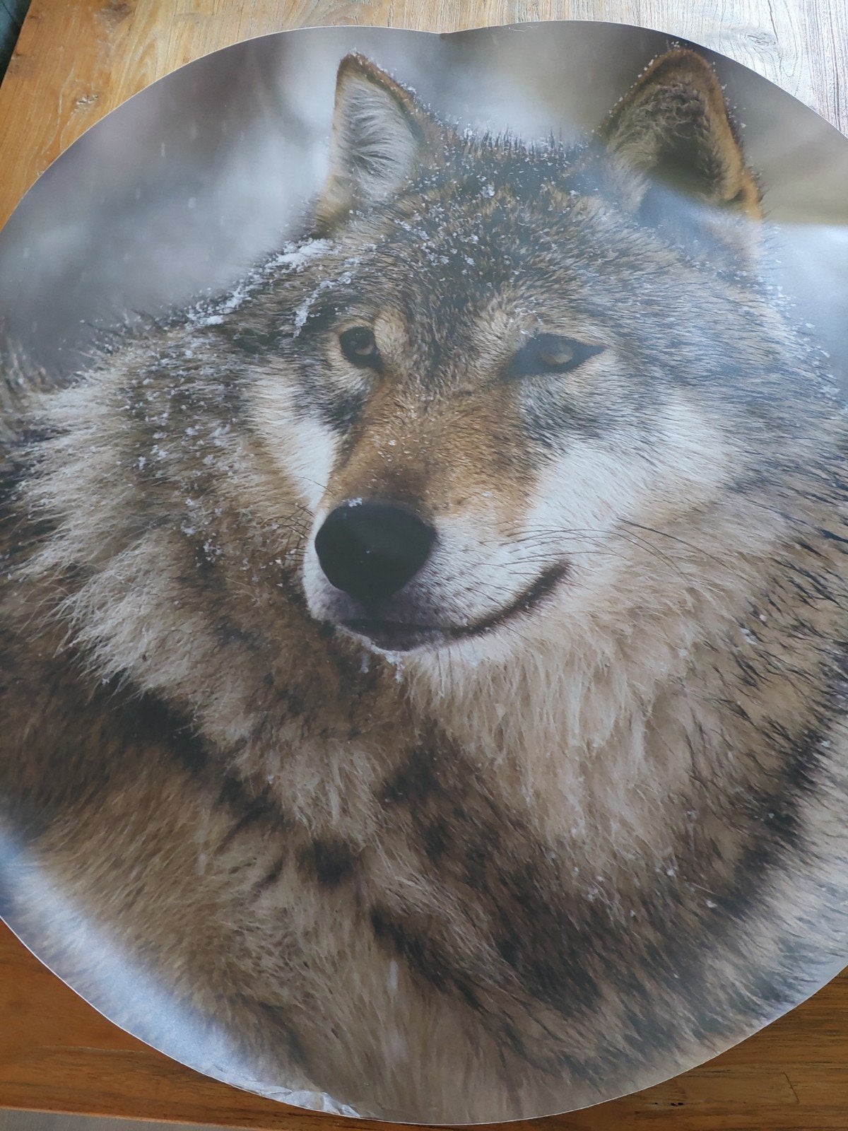 Wandcirkel Europese Grijze Wolf - Zelfklevend Behang, Natuurlijk, Ophalen of Verzenden, Dieren, Zelfklevend of Muursticker