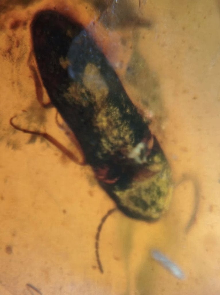 Birmees Amber met insluiting van Coleoptera kever. (A), Verzenden, Fossiel