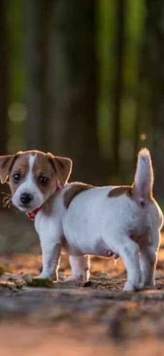 JACK RUSSELL PUP GEZOCHT, Jack Russell Terriër, Meerdere, Meerdere dieren, Nederland